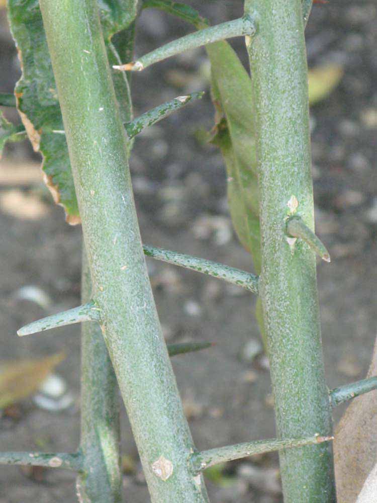            First year twig (Riverside, CA)   